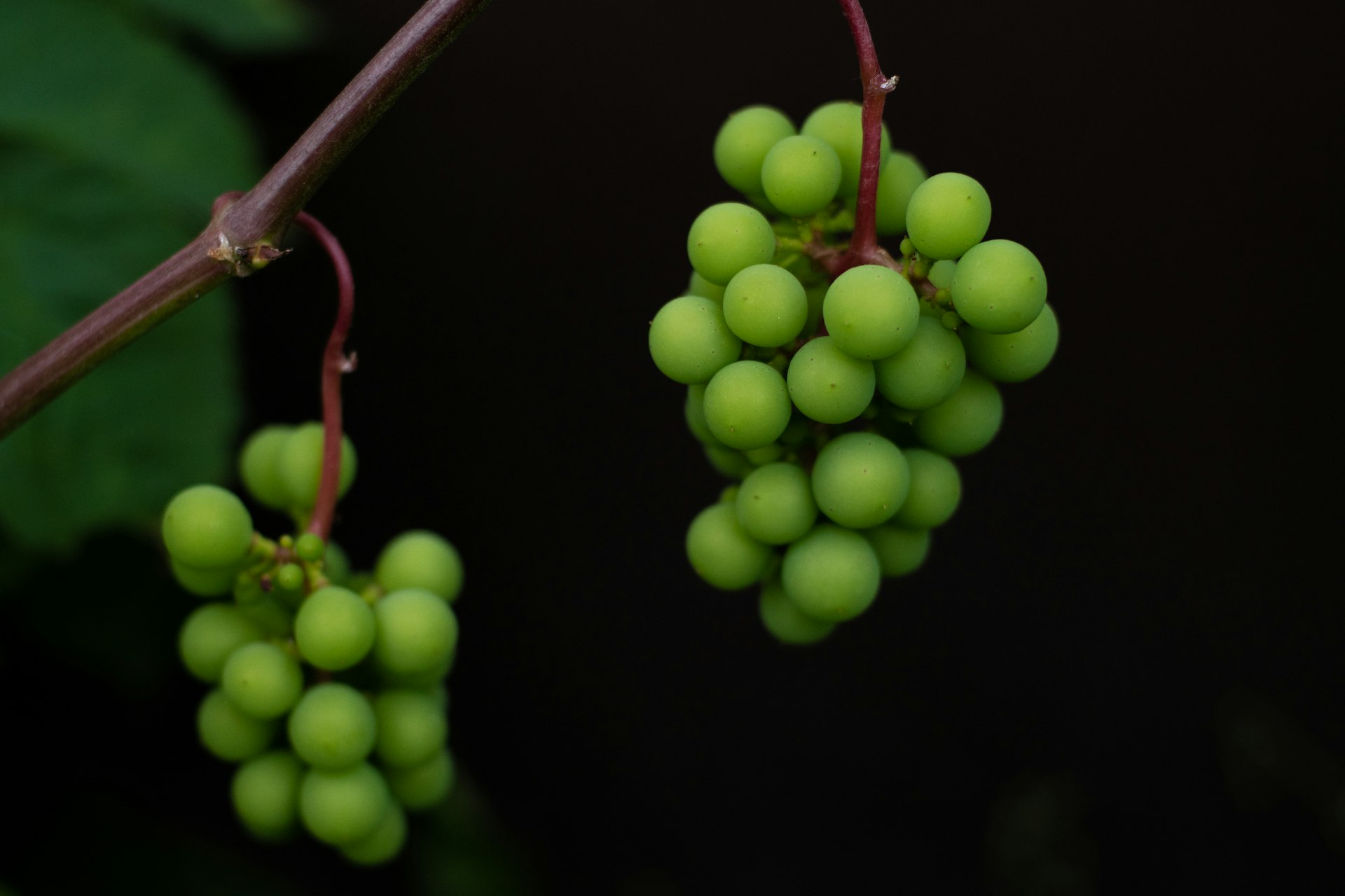 a bunch of green grapes hanging from a branch